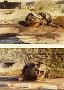 1978-10 crash Boklow bunkerkantine